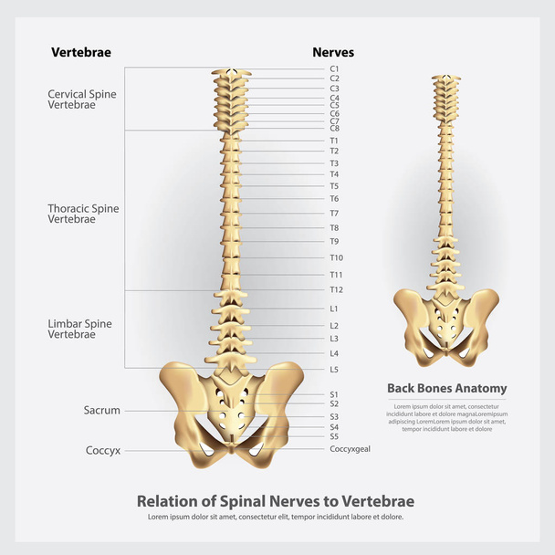Spinal Nerves and Vertebrae Segments and Roots Vector Illustration - Vector, Image