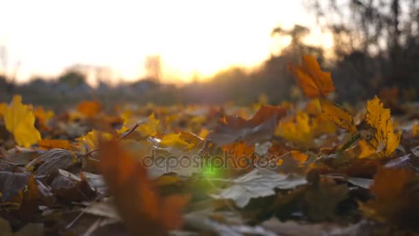 Yellow leaves falling at ground in autumn park and sun shining through it. Colorful fall season. Beautiful landscape background. Slow motion Close up Low angle of view - Footage, Video