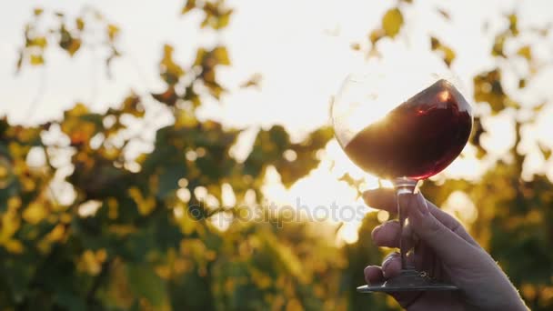 Eine Hand hält einen Kürbis mit Rotwein. vor dem Hintergrund des Weinbergs und der untergehenden Sonne - Filmmaterial, Video