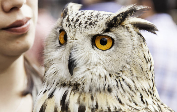 Owl in valkerij - Foto, afbeelding