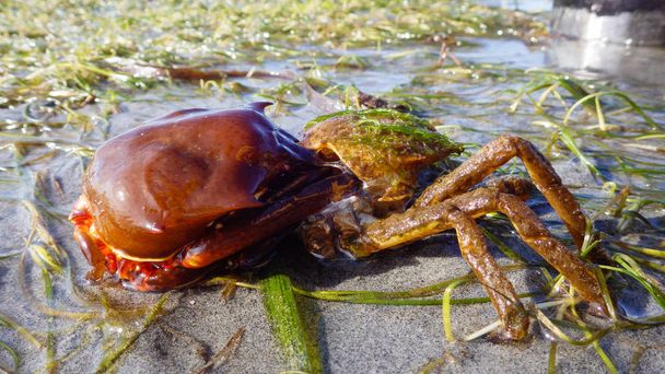 Northern kelp crab, spider crab, shield back crab ( Pugettia producta ) Changing its shell on a sandy beach. - Photo, Image