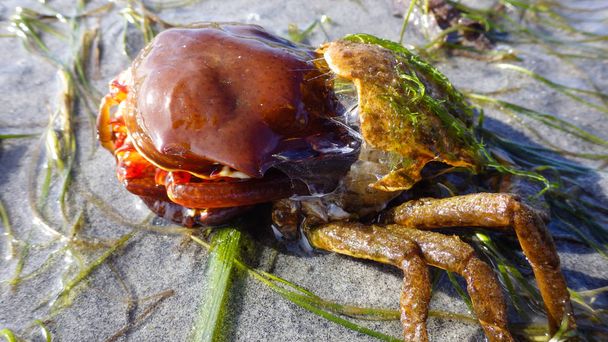 Caranguejo algas do norte, caranguejo-aranha, escudo de volta caranguejo (Pugettia producta) Mudando sua concha em uma praia arenosa
. - Foto, Imagem