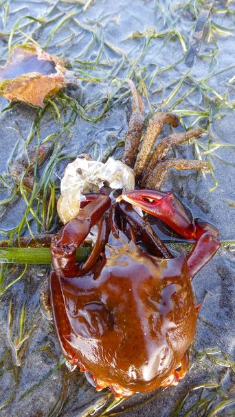 Crabe varech, crabe araignée, crabe bouclier (Pugettia producta) Changer sa coquille sur une plage de sable
. - Photo, image