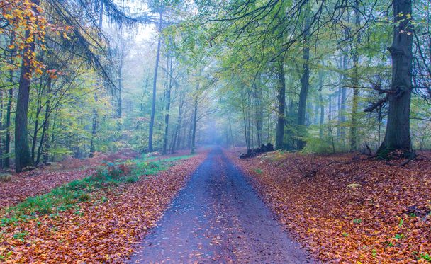 Mglisty jesienny Las droga krajobraz w Niemczech Siebengebirge  - Zdjęcie, obraz