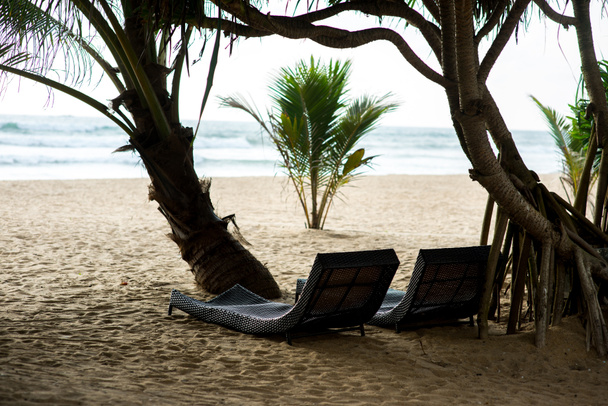 chaises longues sous les arbres tropicaux
 - Photo, image