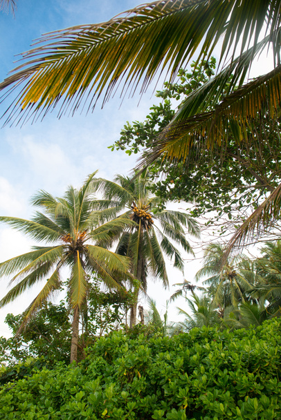 sademetsä kookospalmujen kanssa
 - Valokuva, kuva
