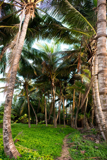 palm trees in rainforest - Photo, Image