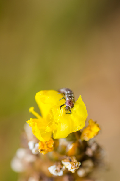 Ladybug larva on the yellow flower - Photo, Image