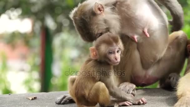 Affen in der Stadt Kathmandu - Filmmaterial, Video