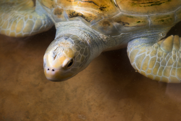 bela tartaruga marinha
 - Foto, Imagem