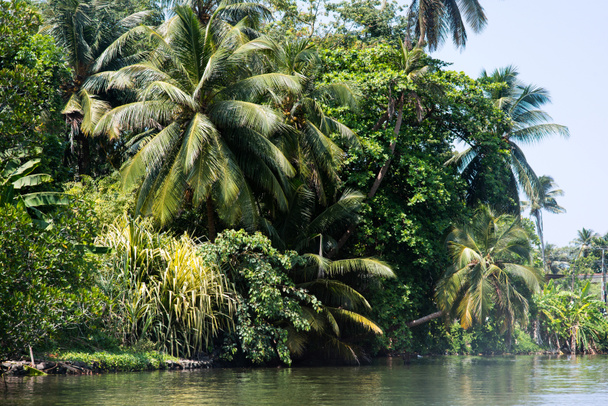 tropikalnych drzew nad rzeką - Zdjęcie, obraz