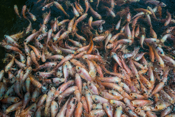 коропи Коі годування
 - Фото, зображення