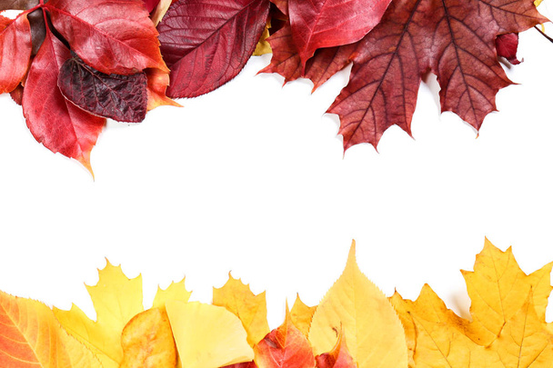 Colorful autumn leaves  - Foto, Bild