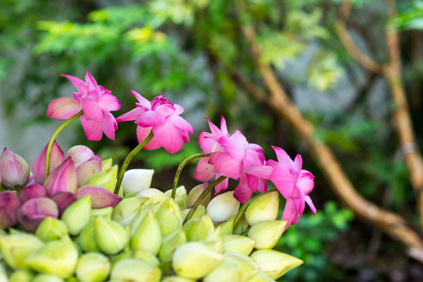 Lotusblumen - Foto, Bild