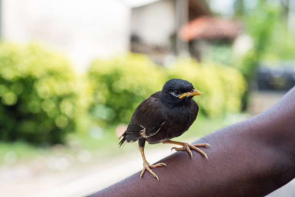 pájaro negro sentado en la mano
 - Foto, imagen