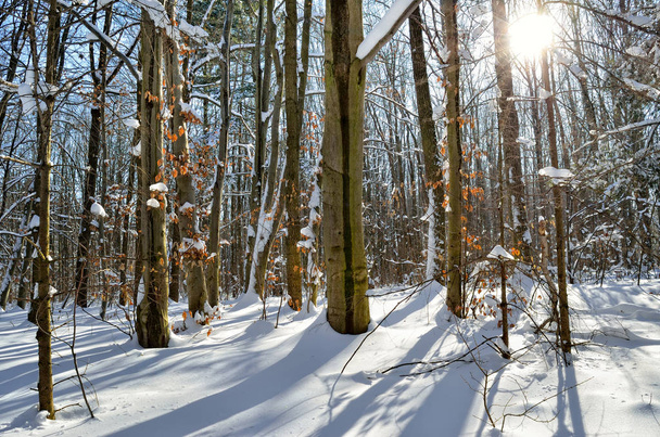 Promienie słońca przez drzewa w lesie zimą - Zdjęcie, obraz