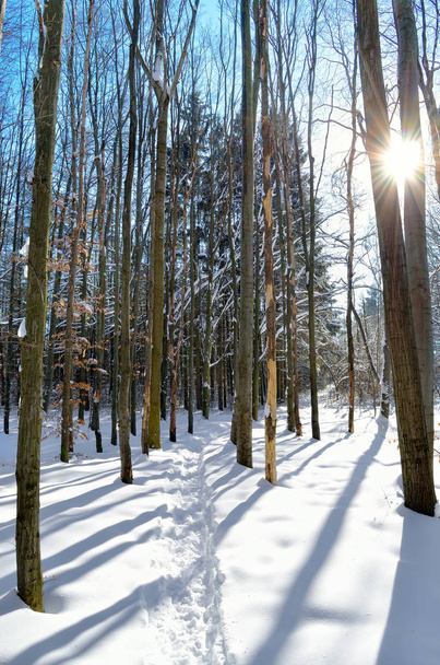 Sun rays through the trees in the winter forest - Photo, Image