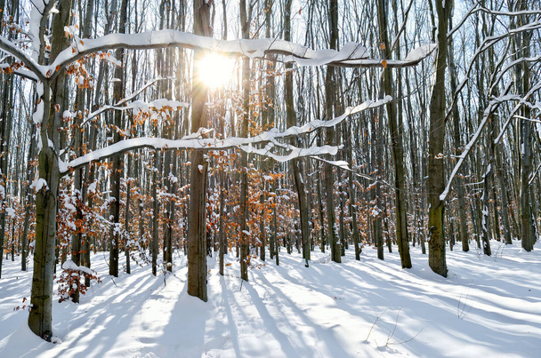Promienie słońca przez drzewa w lesie zimą - Zdjęcie, obraz