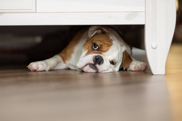 Cute boy plays on the floor on a carpet with puppies of English bulldog - Foto, immagini