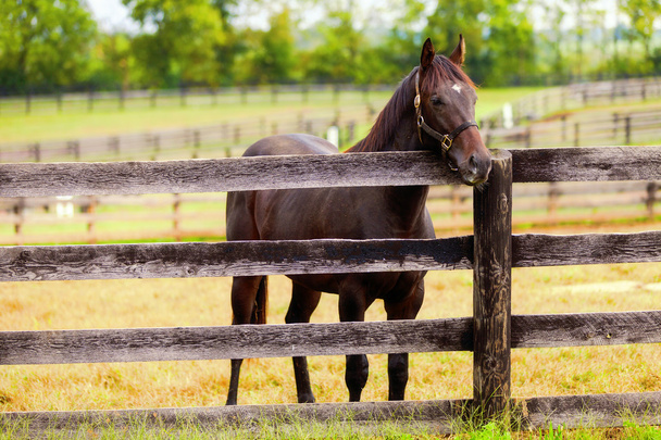 Koń na farmie - Zdjęcie, obraz