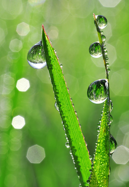 Dew drops - Photo, Image