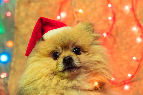 A dog in a New Year's dress. Pomeranian Spitz - Photo, Image