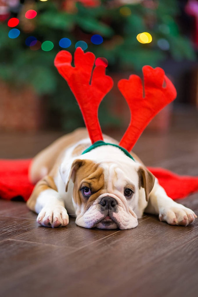 Cute puppy english bulldog with deer head cornuted on red carpet close to Christmas tree with xmas toys. - Foto, immagini