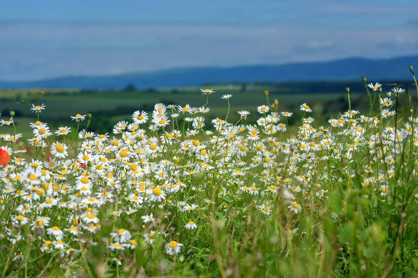 Ромашки из полевых цветов. Летний пейзаж. нежные весенние цветы
 - Фото, изображение