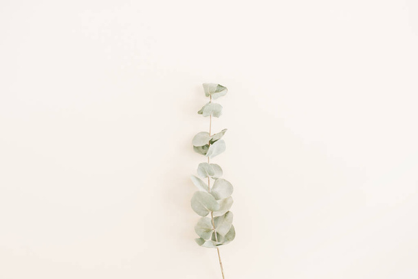 Eucalyptus branch on beige background. - Фото, изображение