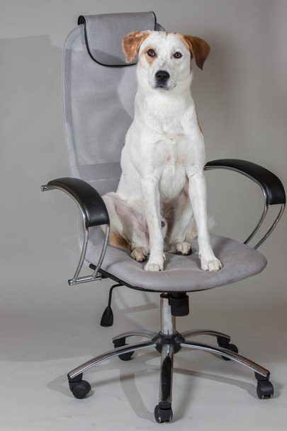 Mixed breed dog short hair brown and white sitting on big chair isolated on light grey background. - 写真・画像