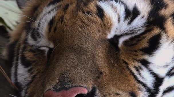 The Siberian tiger is resting - Filmmaterial, Video