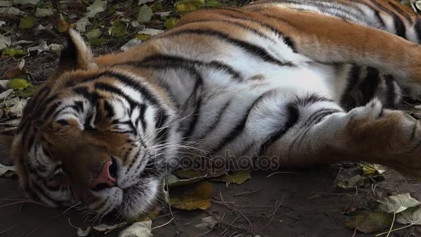 El tigre siberiano está descansando
 - Metraje, vídeo