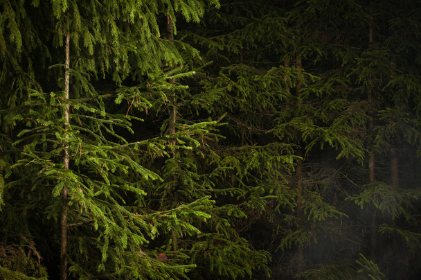 köd, egy fa - Fotó, kép