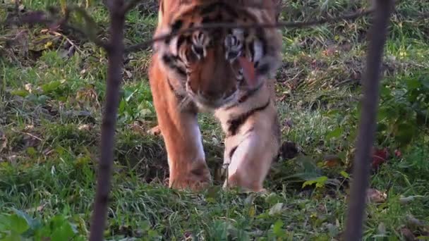 Bengal Tiger resting - Video