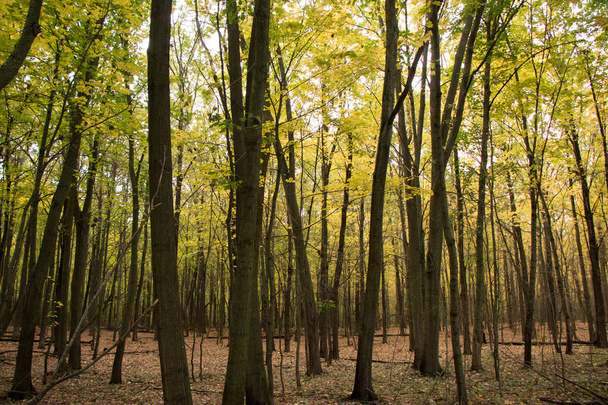 Wild Natural Forest of Old Beech Trees in Autumn - Φωτογραφία, εικόνα