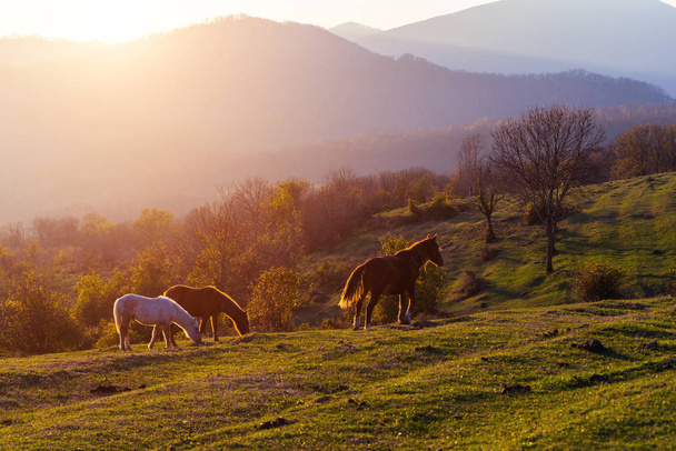 wildlife, horses graze on the lawn, animals, beautiful view of the mountains and hills - Photo, Image