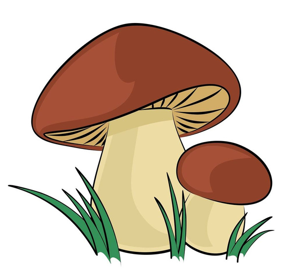 Les champignons de la forêt
.  - Vecteur, image