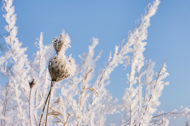 Giardino in inverno - Foto, immagini