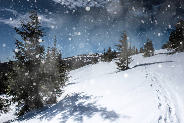 Winter landscape with fir trees, snowflakes - Foto, Imagem