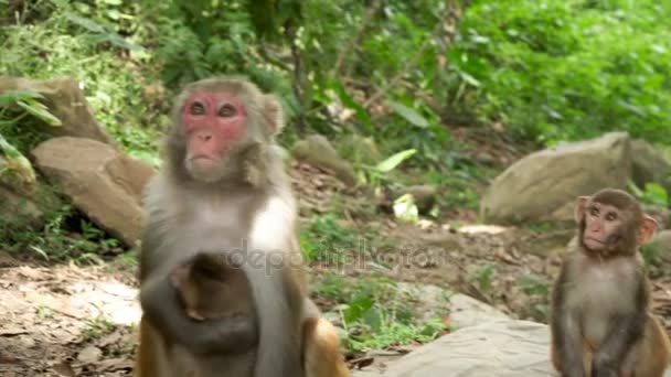 El mono hembra toma comida
 - Imágenes, Vídeo