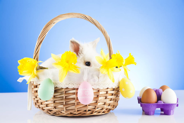 Carino Coniglietto di Pasqua seduto in cesto di vimini con uova di Pasqua - Foto, immagini