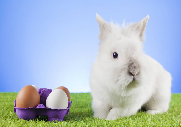Cute Easter bunny with Easter eggs. - 写真・画像