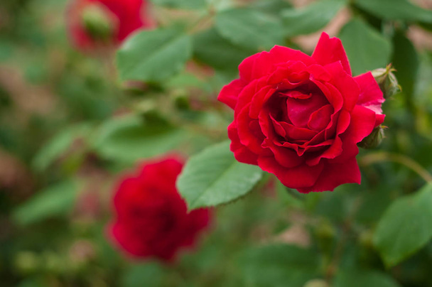 Rosa vermelha brilhante com botões em um contexto de um arbusto verde. Linda rosa vermelha no jardim de verão
. - Foto, Imagem