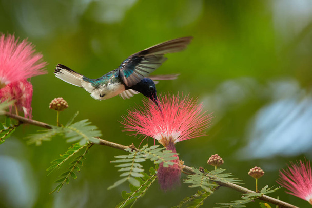 Закройте фотографию красивой сияющей голубой колибри, белошейного якобина, флорисуги мелливоры, питающейся нектаром из красного, расчесанного цветка Альбиции. Мимоза цветы на заднем плане. Тринидад
.  - Фото, изображение
