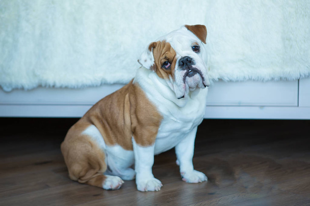 English bulldog in stylish home enjoying life - Foto, immagini
