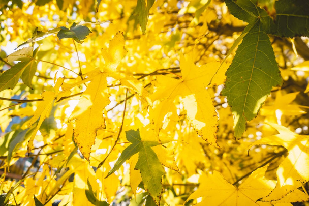 herfstbomen met gouden bladeren - Foto, afbeelding