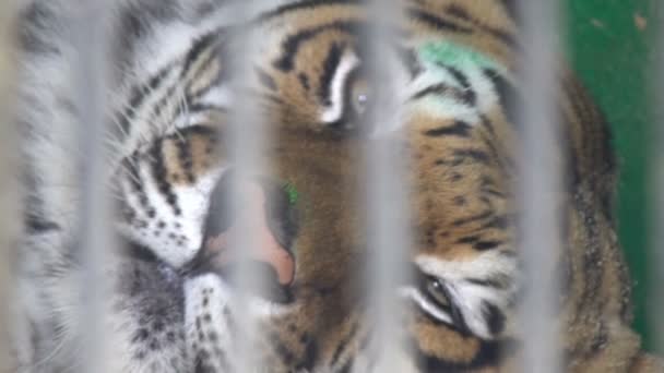 angry bengal tiger face in cage - Video, Çekim