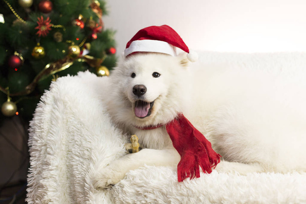 White dog in a red scarf and hat. - Fotografie, Obrázek