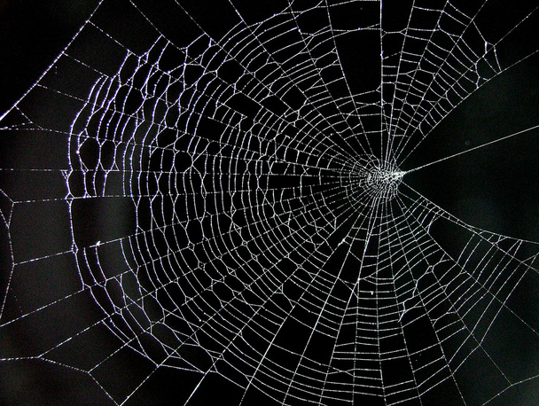 павутиння
 - Фото, зображення