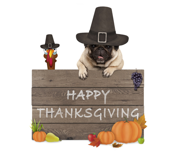 grappige Turkije en pug dog dragen pelgrim hoed voor Thanksgiving day en houten bord met tekst happy thanksgiving - Foto, afbeelding